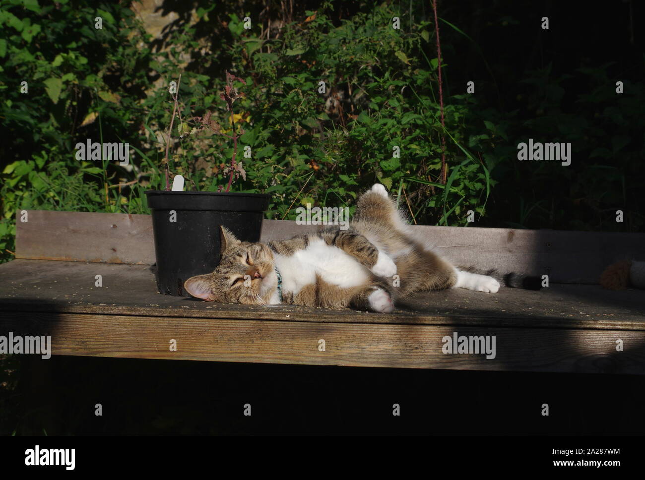 Tabby cat e impianto di erba gatta Foto Stock