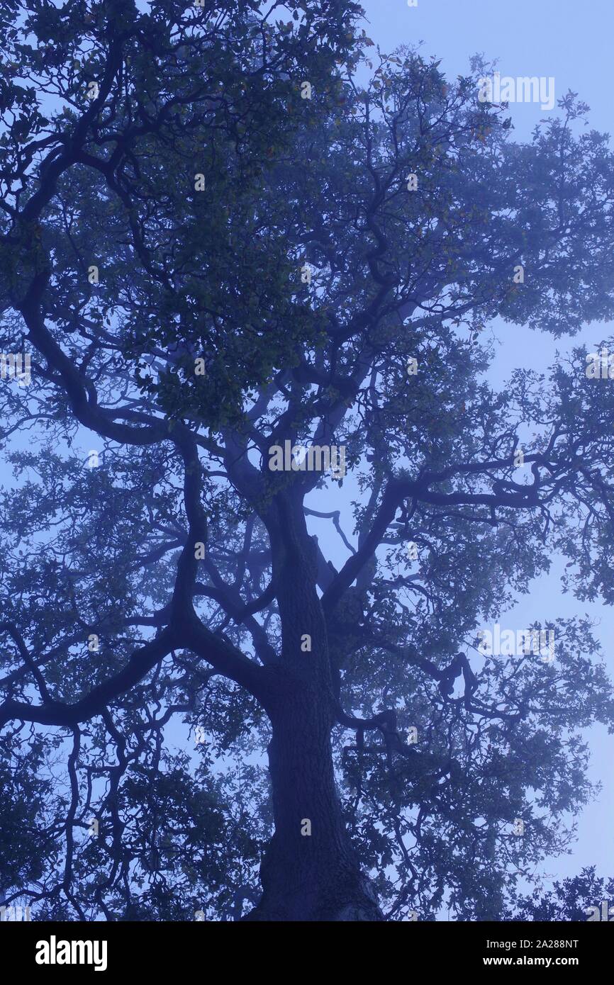 Wych olmo (Ulmus glabra), in una nebbiosa inverni di giorno. Exeter Devon, Regno Unito. Foto Stock