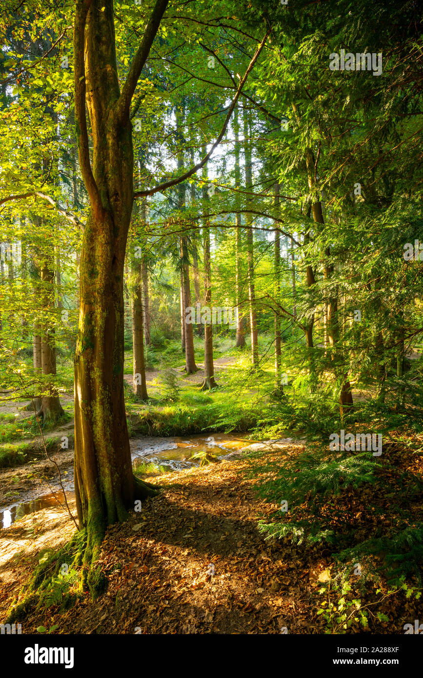 Stupenda scena nella foresta con il vecchio albero in primo piano ed alla luce del sole in background Foto Stock