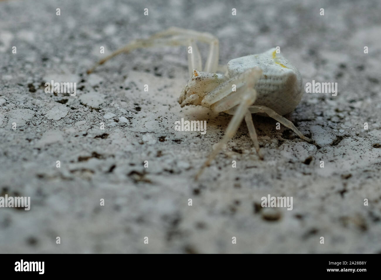 Il ragno bianco faccia macro dettagli su sfondo sfocato, insetto della fauna selvatica Foto Stock