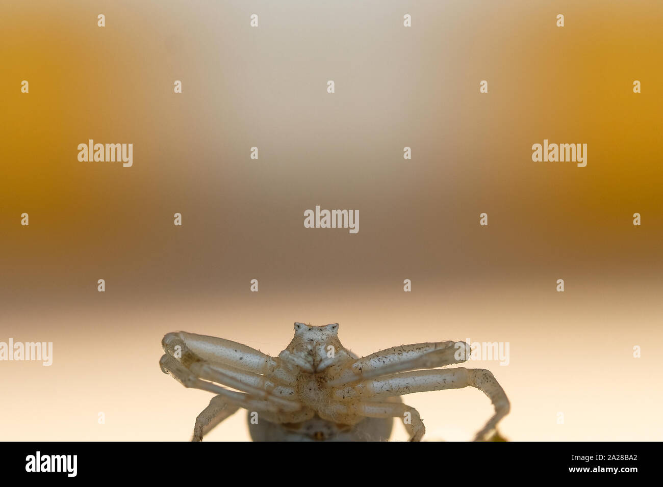 Il ragno bianco volto ritratto macro dettaglio, blur sullo sfondo,animali selvatici Foto Stock