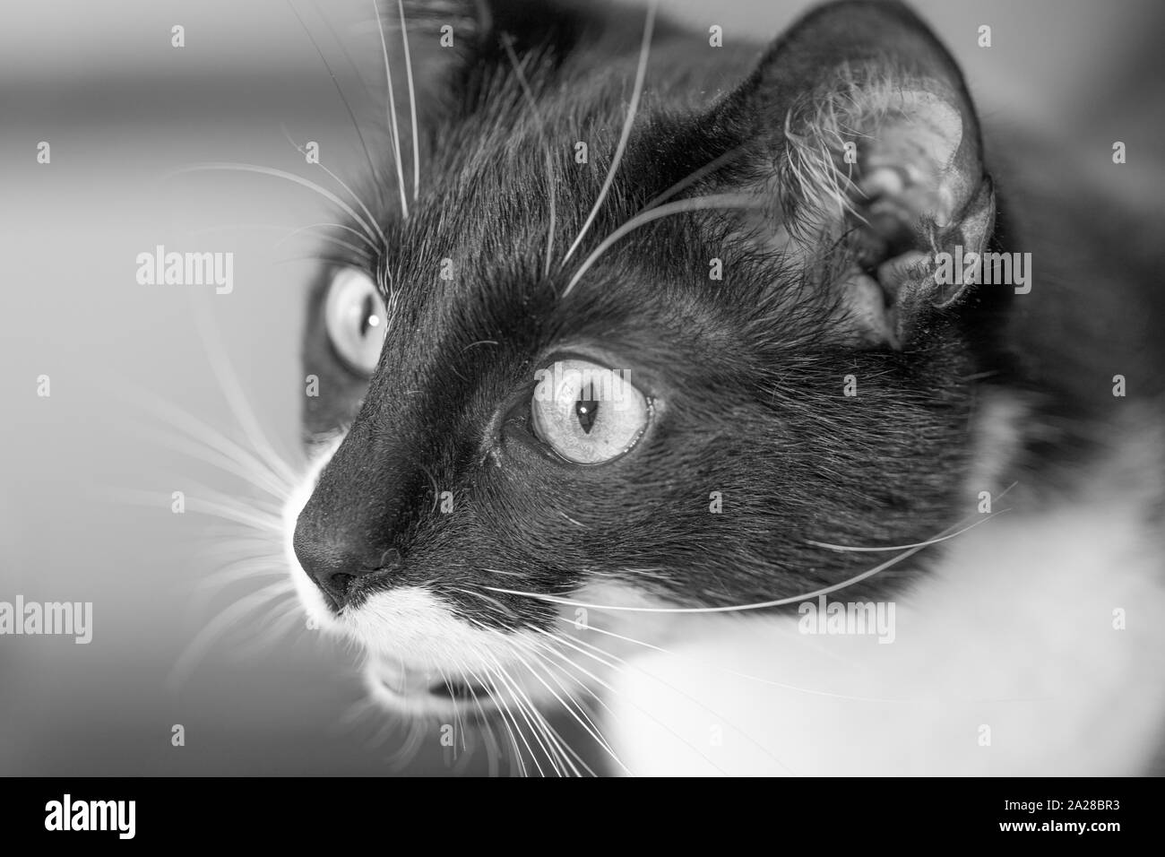 Cat caccia, in attesa di cibo, faccia selvatici espressione selvatica gli occhi. Foto Stock