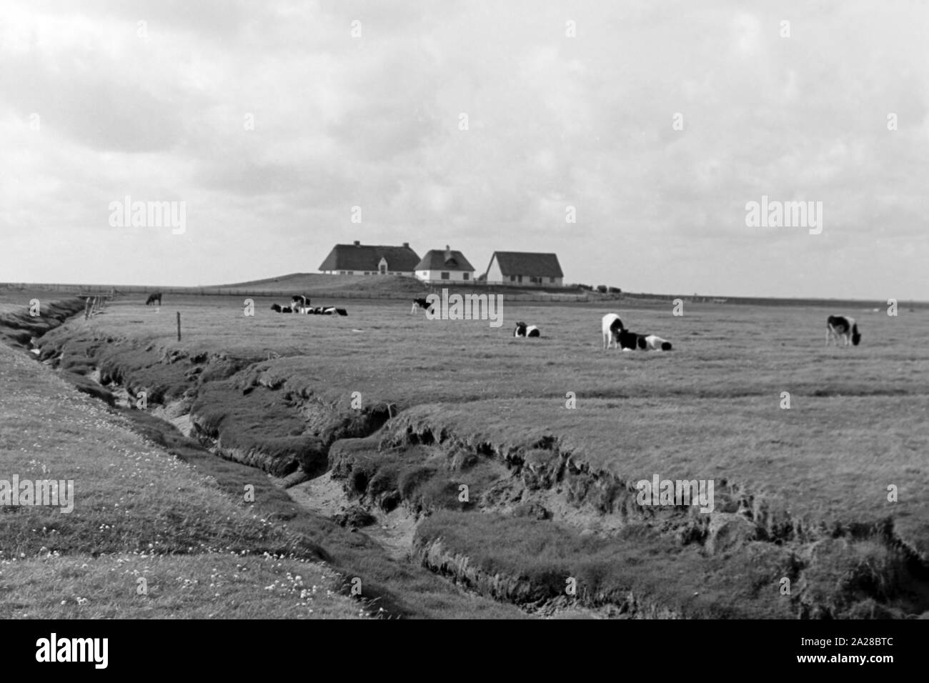 Kühe grasen auf einer Wiese vor einer Hallig, Deutschland 1960er Jahre. Le mucche al pascolo vicino a holm island, Germania 1960s. Foto Stock