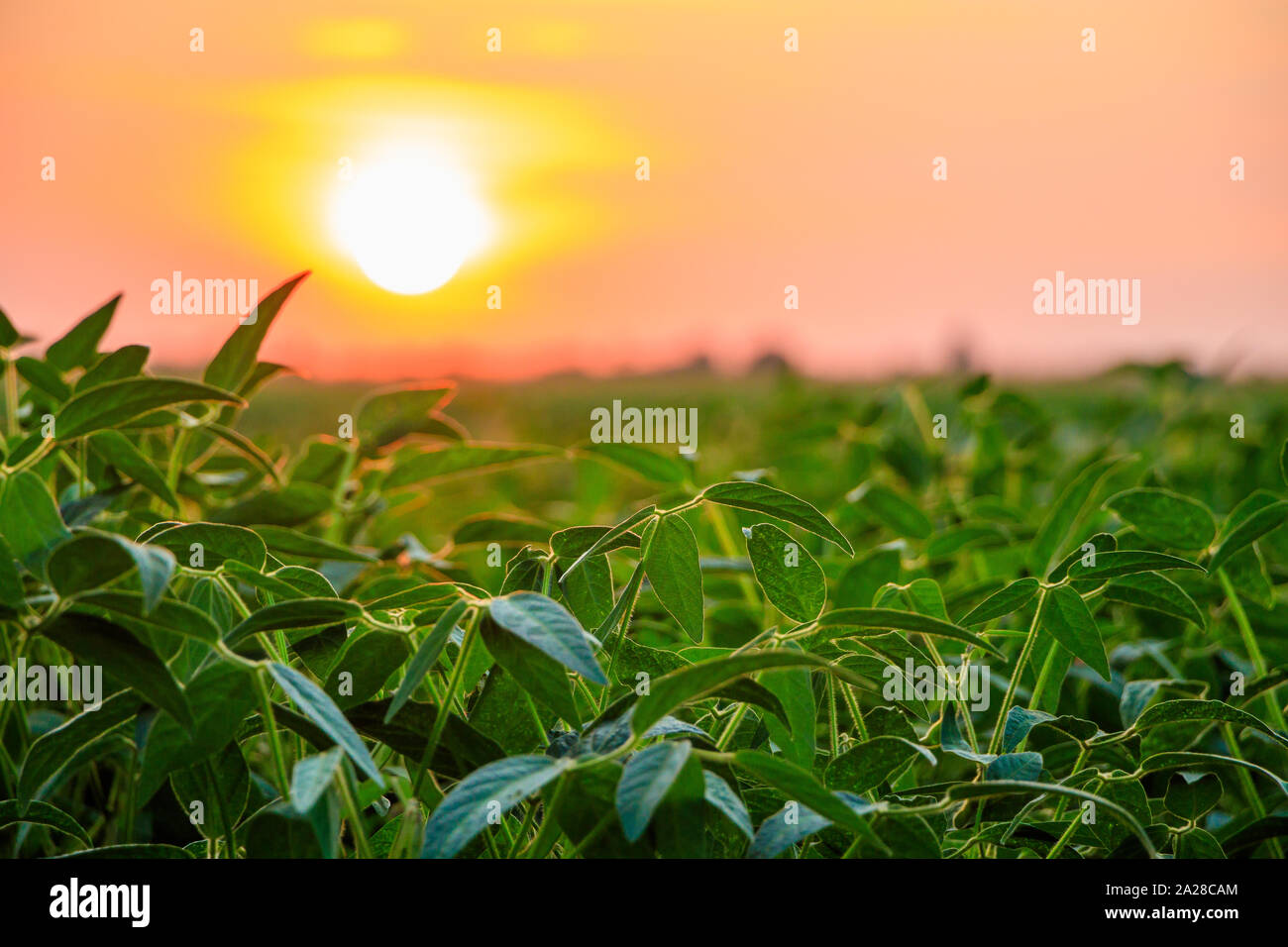 Tramonto spettacolare su piante di soia sulla campagna serba nel mese di agosto Foto Stock