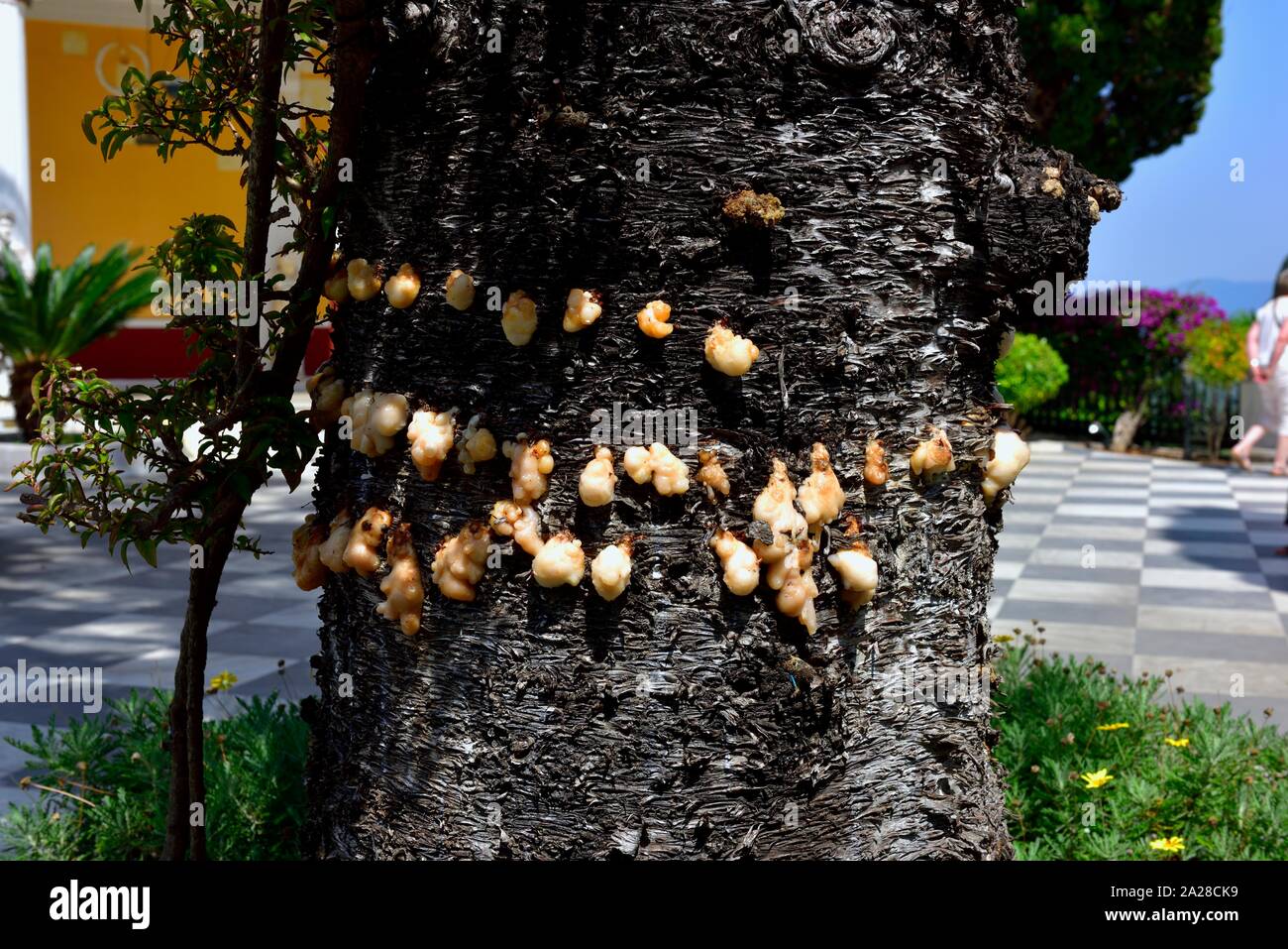 Tree funghi,Palazzo Achilleion,Gastouri,l'isola di Corfù, isole Ionie, Grecia Foto Stock