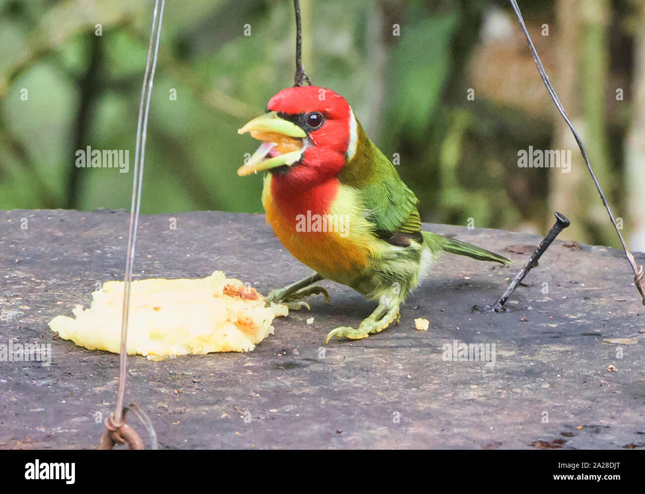 Le bellissime red-headed barbet (Eubucco bourcierii), Copalinga, Parco Nazionale Podocarpus, Zamora, Ecuador Foto Stock