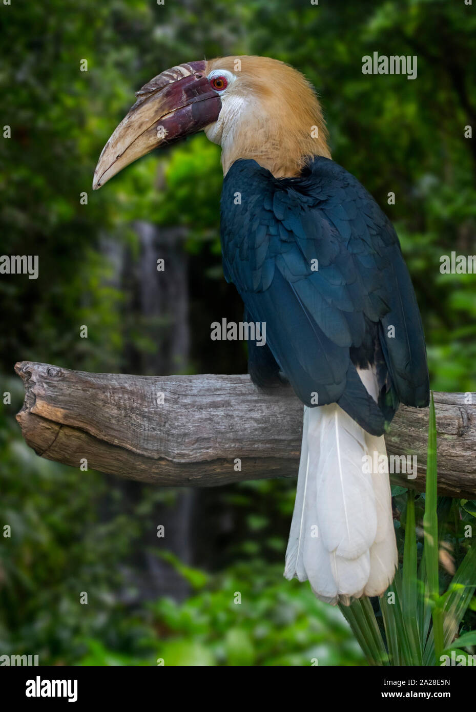 Blyth's Hornbill / hornbill Papua (Rhyticeros plicatus / Aceros plicatus) maschio nella foresta pluviale, nativo di Wallacea e Melanesia Foto Stock