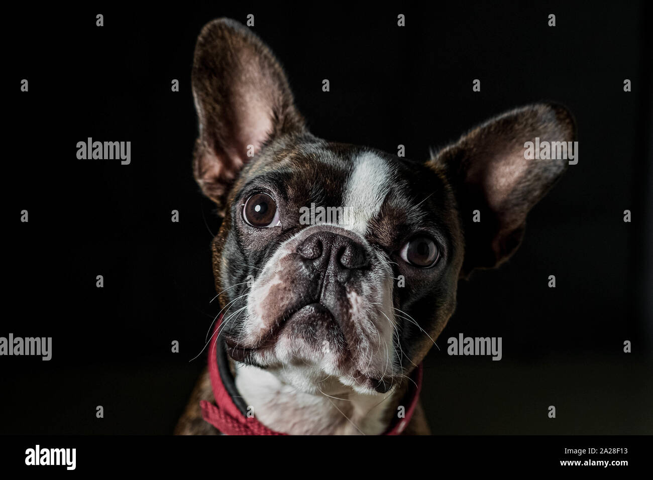 Closeup ritratto della bella Boston Terrier di pura razza faccia buffa Foto Stock