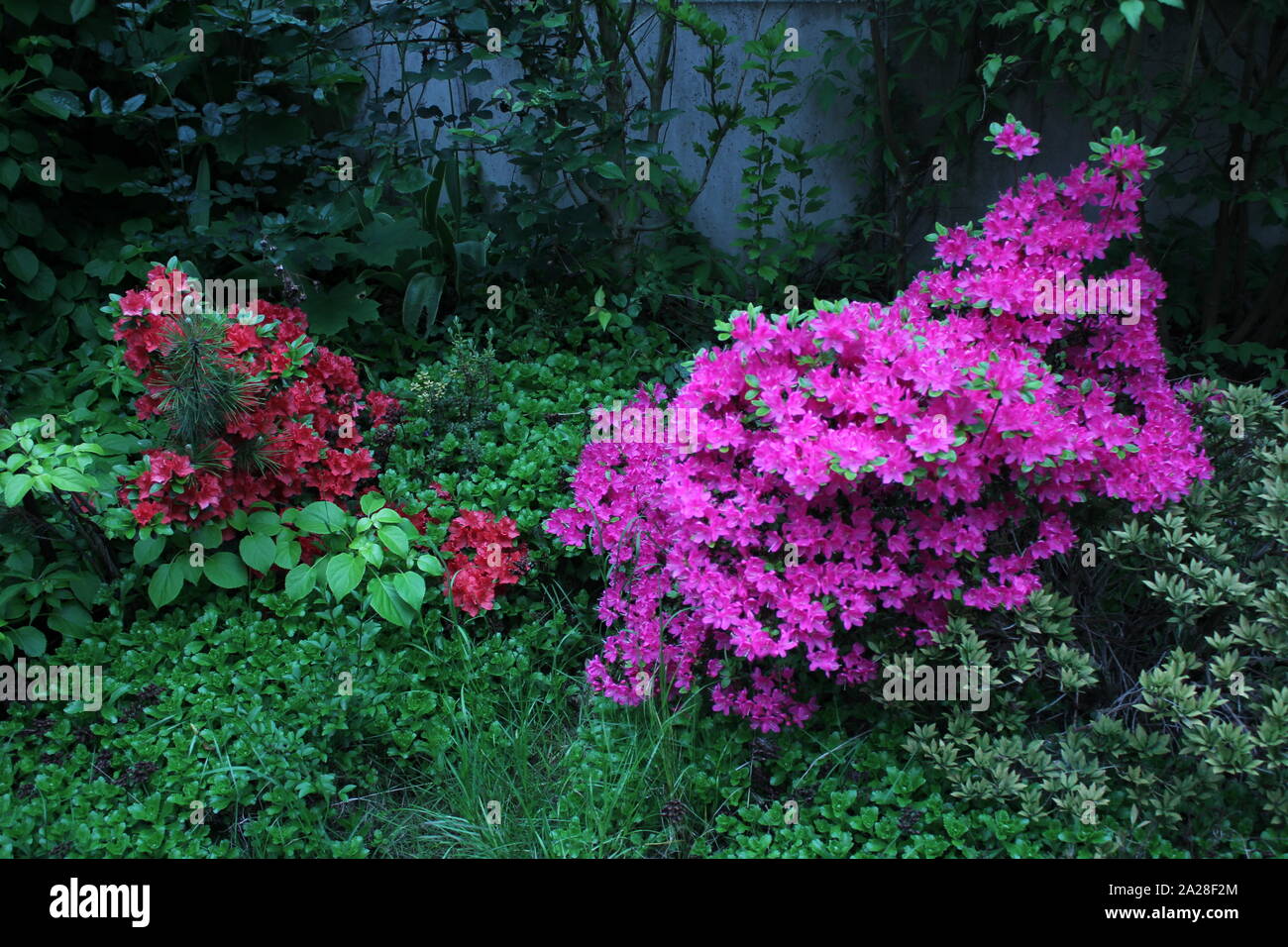 Due diverse azalee fioritura in un giardino a Recklinghausen, Germania Foto Stock