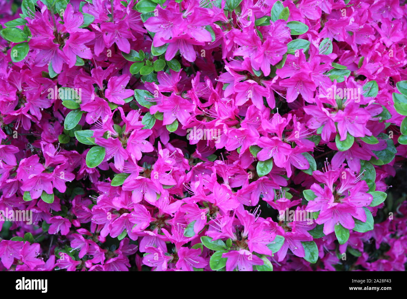 Fioritura azalee in un giardino a Recklinghausen, Germania Foto Stock