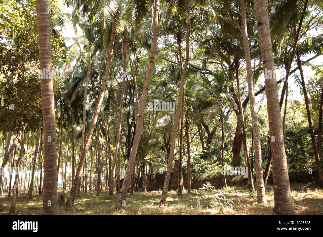 Palme e alberi decidui nella foresta nella fascia tropicale della Terra. India Foto Stock