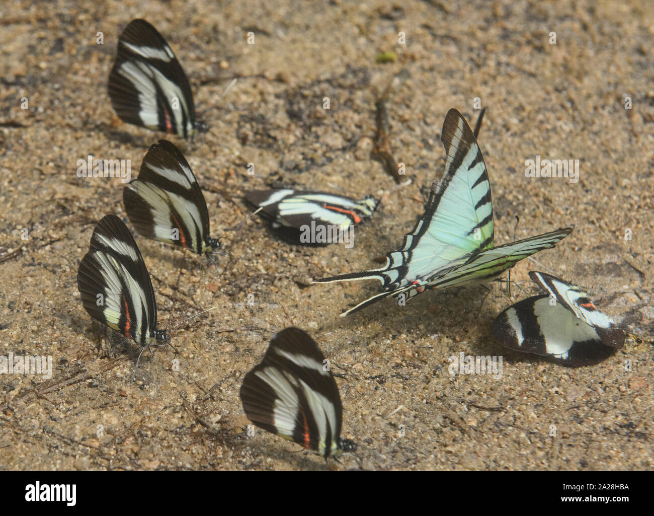 Kite a coda di rondine (Eurytides) e Perrhybris lorena farfalle, Parco Nazionale Podocarpus, Zamora, Ecuador Foto Stock