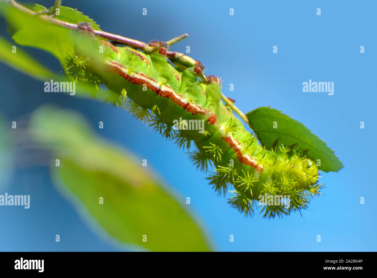 IO Moth Caterpillar Foto Stock