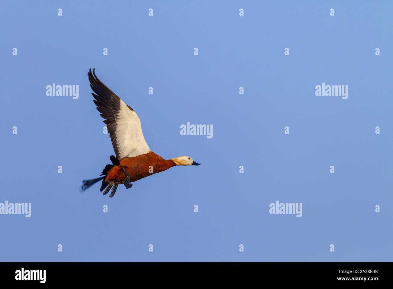 Casarca o Tadorna ferruginea volando sul lago Kavadi in Pune India Maharashtra Foto Stock