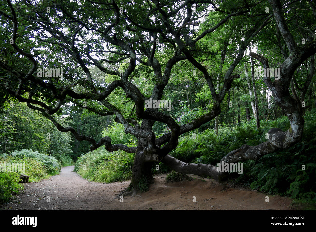 Nodose vecchio sicomoro su un sentiero di bosco Foto Stock