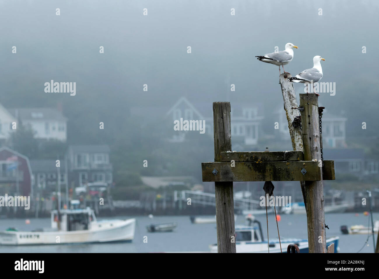 Due gabbiani in piedi sui posti guarda come sono a guardare oltre la pesca di aragoste e le barche nel porto fuori di Vinalhaven isola nel Maine. Foto Stock
