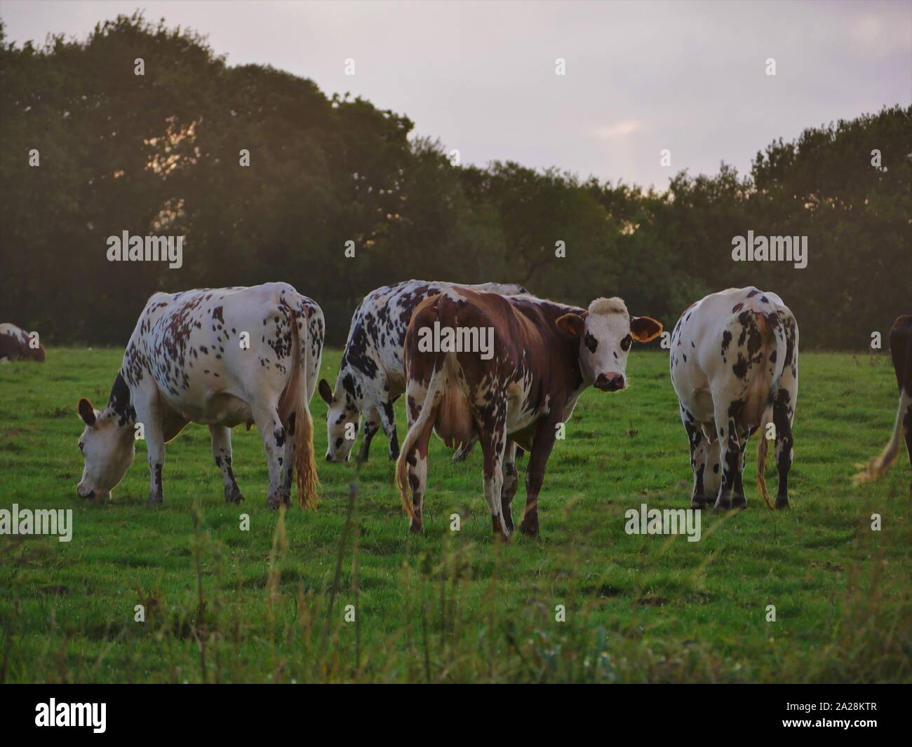 Vache dans un prés , troupeau de vaches , vache à lait , vache un viande , vache bretonne , vache qui broute de l herbe Foto Stock