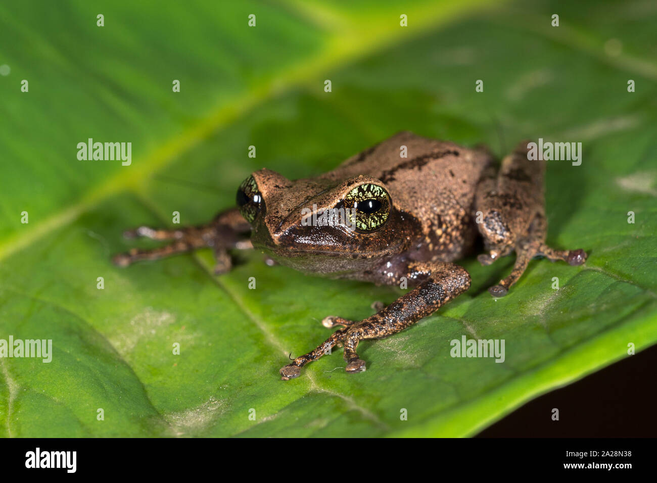 Raorchestes chlorosomma Bush Rana vicino a Munnar,Kerala, India Foto Stock