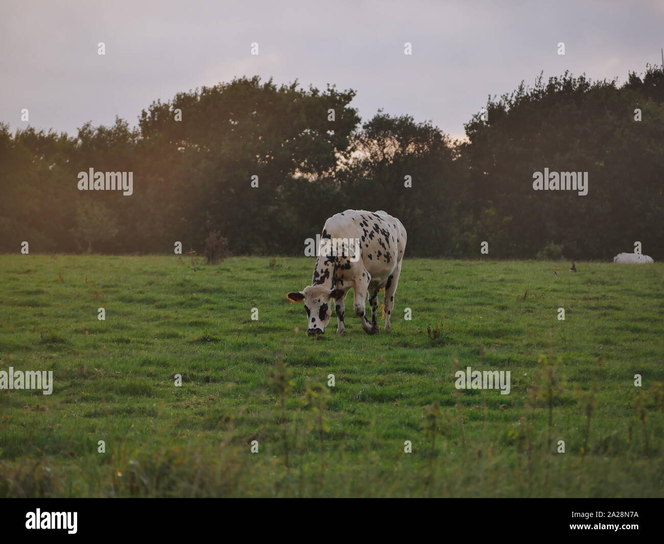 Vache dans un prés , troupeau de vaches , vache à lait , vache un viande , vache bretonne , vache qui broute de l herbe Foto Stock