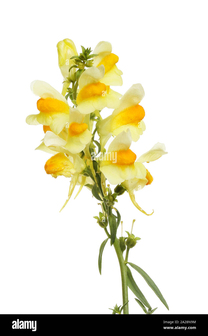 Vista dettagliata del comune, toadflax Linaria vulgaris, fiori isolati contro white Foto Stock