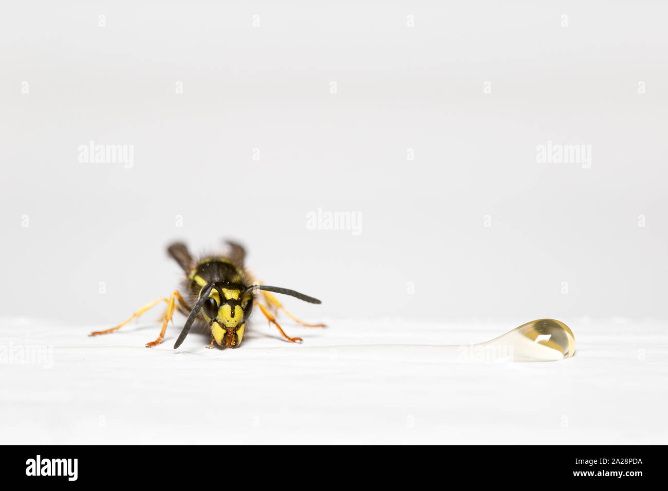 Un Yellowjacket alimentare su una goccia di miele Foto Stock