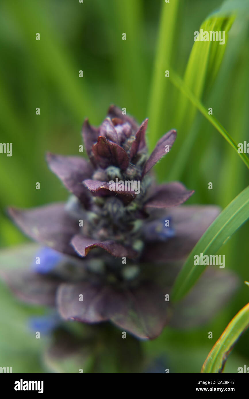 Un fiore di lavanda nella parte anteriore di un morbido sfondo verde. Fotografia scattata a Maui un'isola di Hawaii Foto Stock