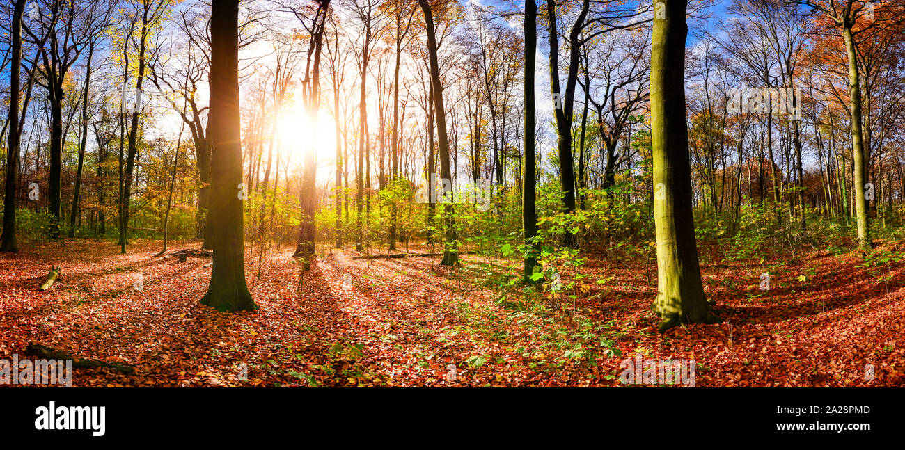 Foresta di autunno nella luce del sole che sorge Foto Stock