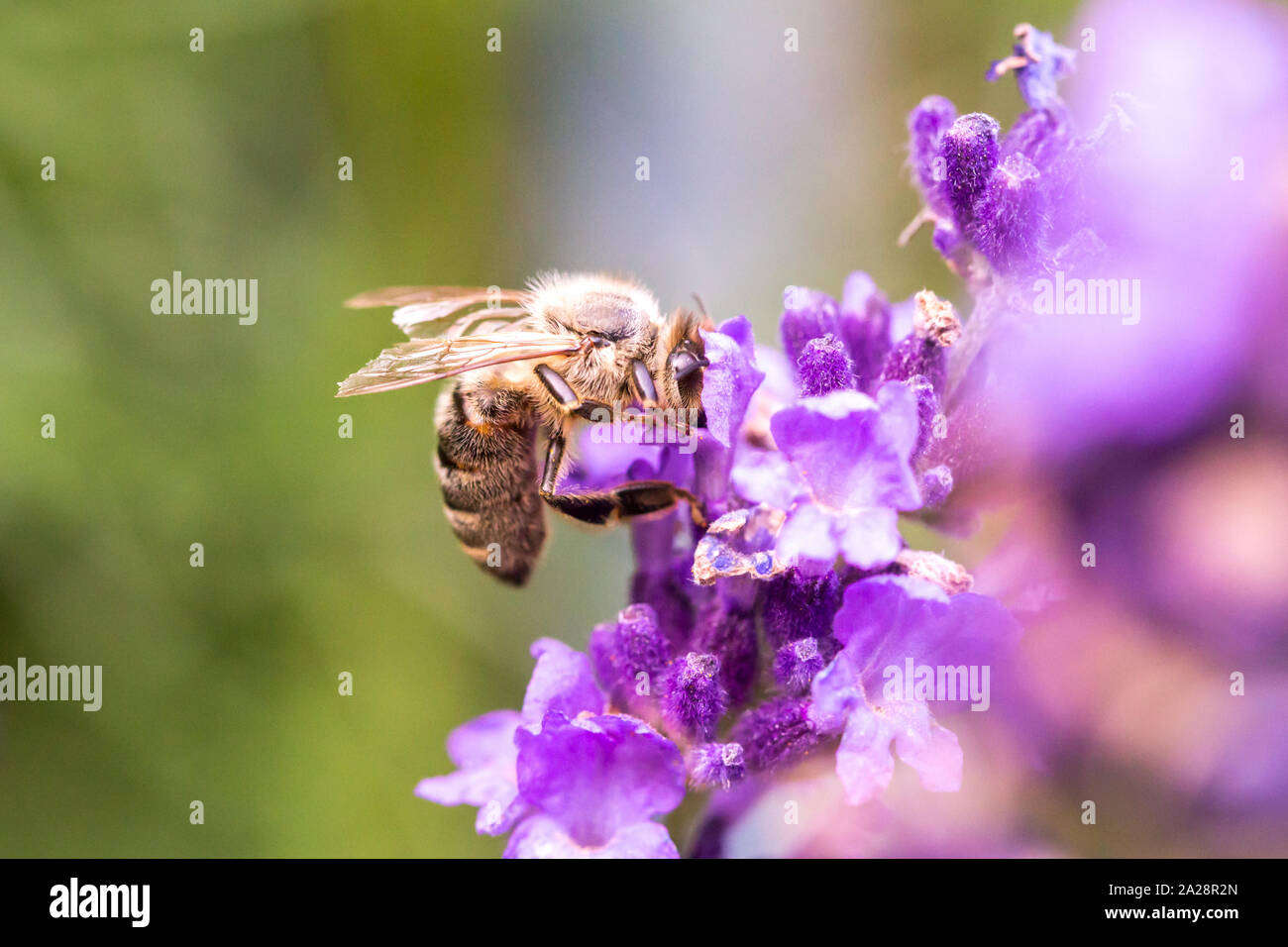 L'impollinazione delle api su un fiore di lavanda. Foto macro. Close up. Foto Stock