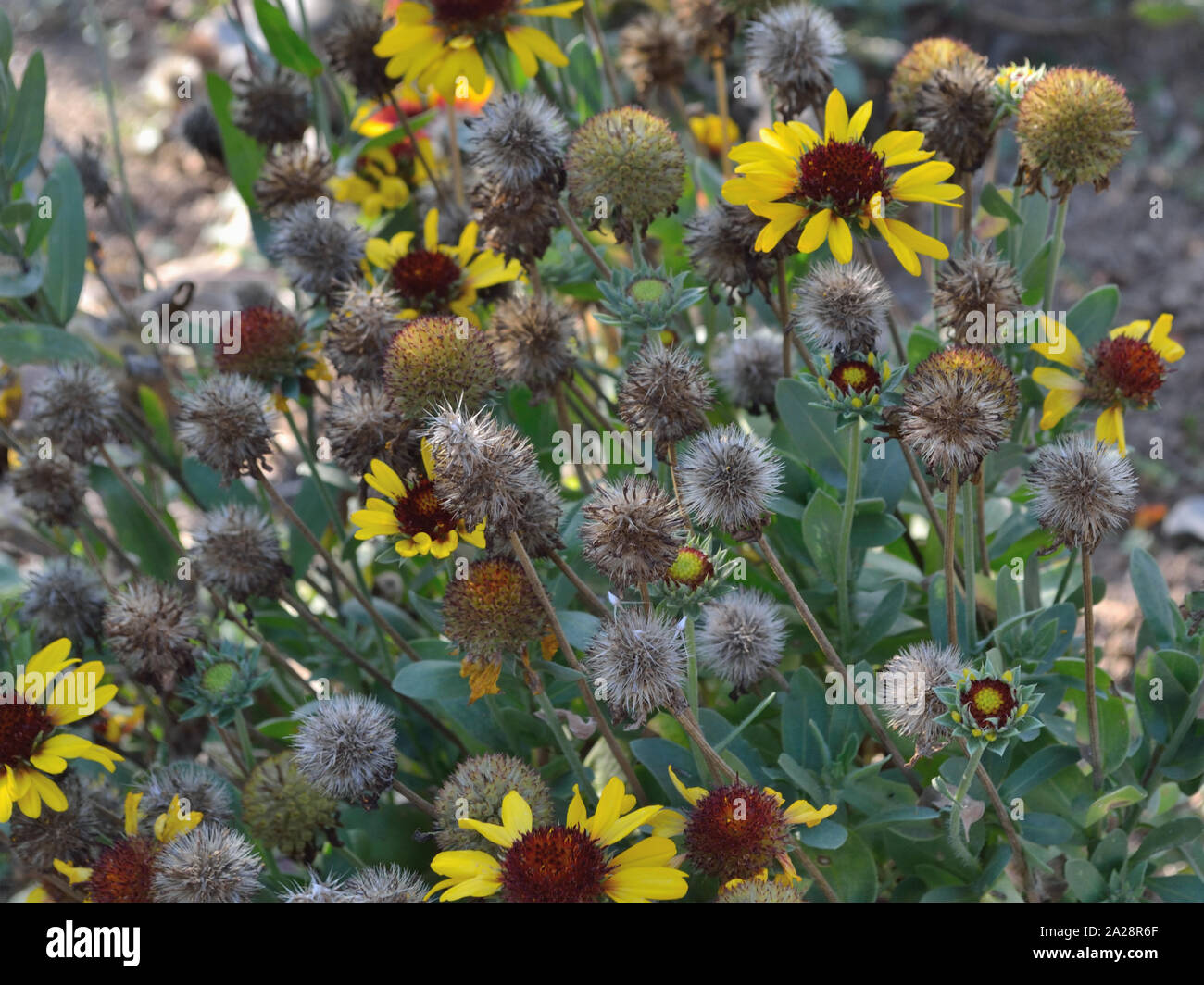 Coperta di giallo fiori nel giardino, Gaillardia aristata Foto Stock