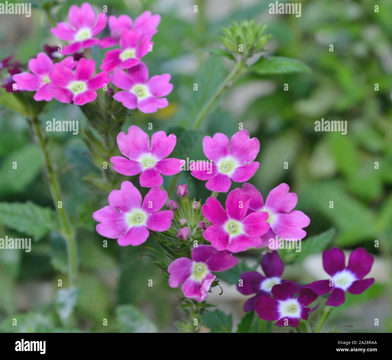 La verbena del giardino, Verbena hybrida Foto Stock