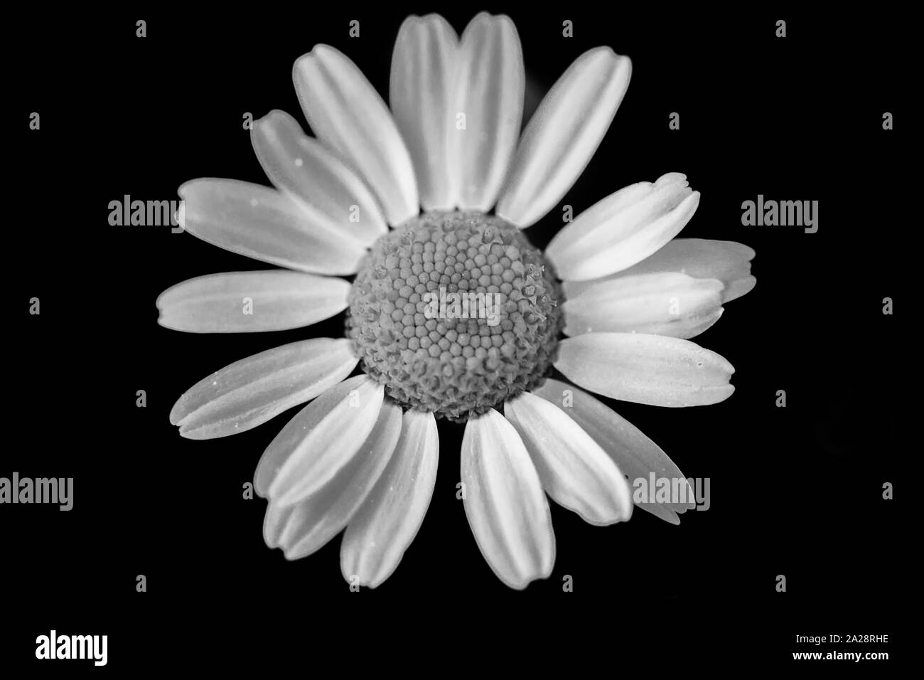 Foto macro di Daisy. In bianco e nero. Petali di colore bianco su sfondo nero Foto Stock