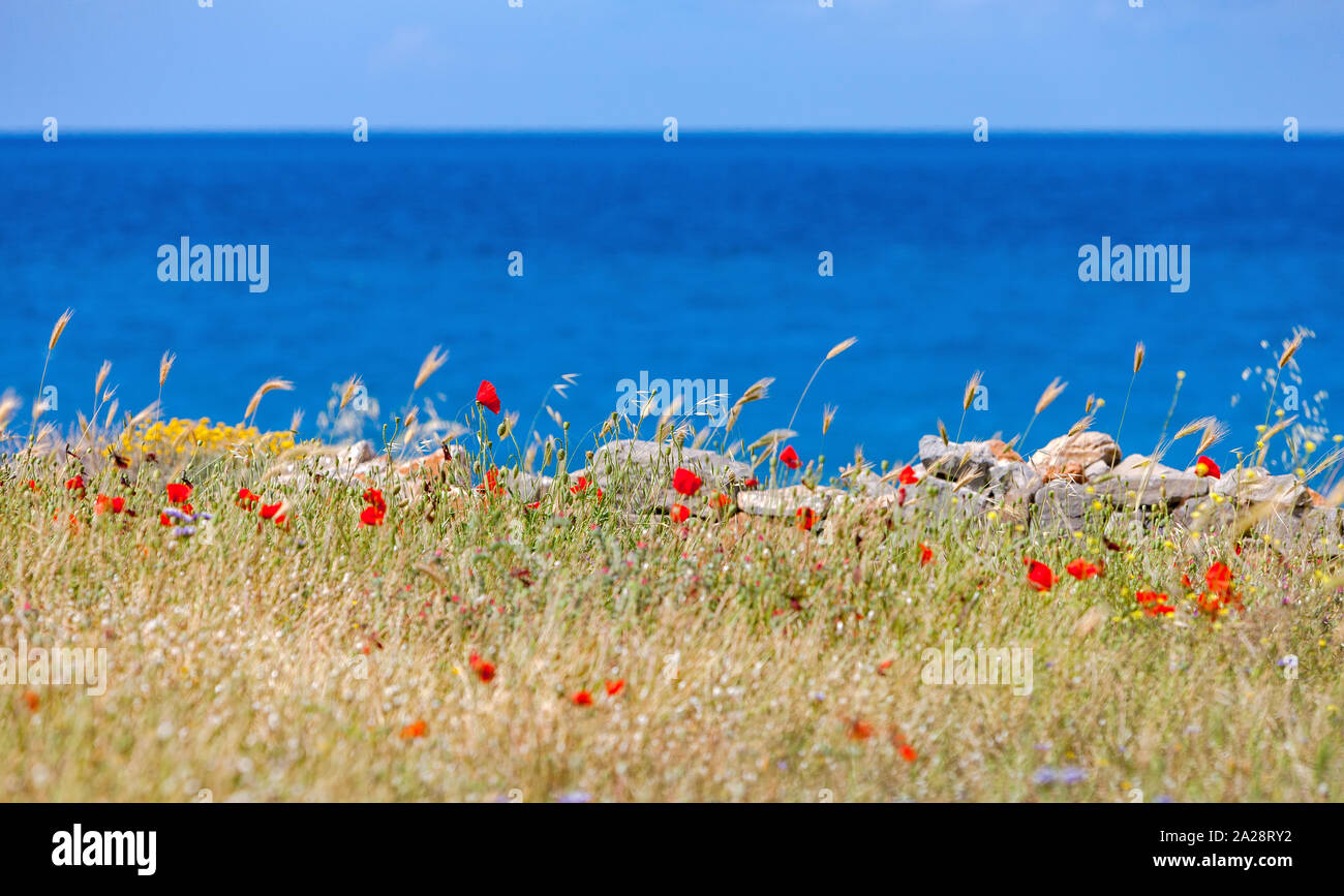 La molla a Creta - papaveri, olive contro lo sfondo del mare e la fortezza di Spinalonga. Creta, Grecia. Foto Stock