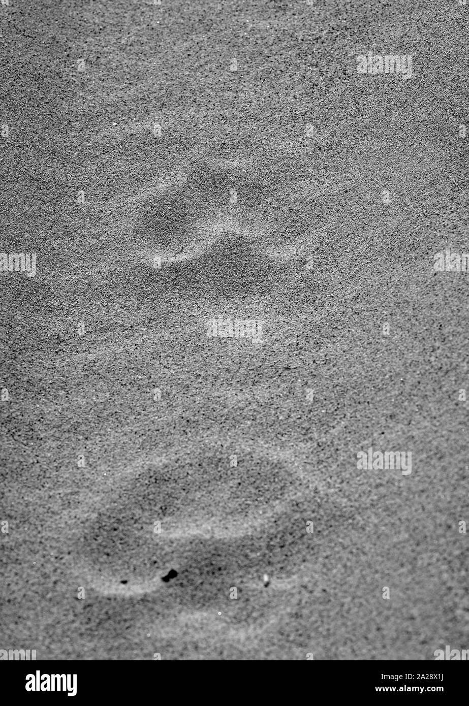 Siberiano o tigre di Amur (Panthera tigris altaica) impronte sulla spiaggia(selvatico). Lazovsky Riserva Naturale, Sichote-Alin'. Primorsky Krai. La Russia, Asia Foto Stock