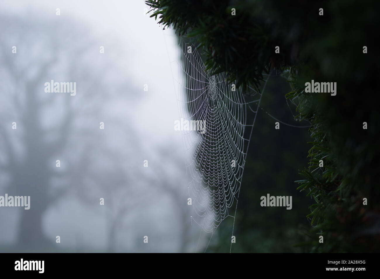 Gli inverni Bejewelling nebbia una spider Web. Exeter crematorio, Devon, Regno Unito. Foto Stock