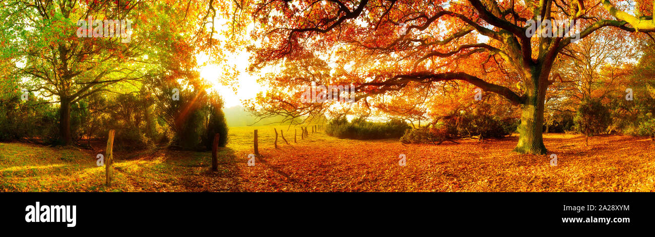 Landschaft im Herbst mit Wald und Wiese bei strahlendem Sonnenschein Foto Stock
