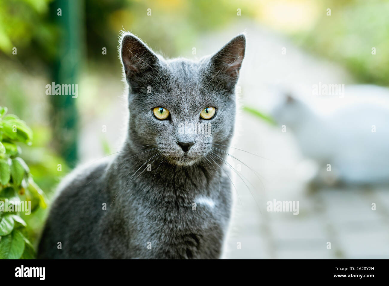 Cat guardando nella telecamera. Bellissimo gatto grigio Close Up Foto Stock