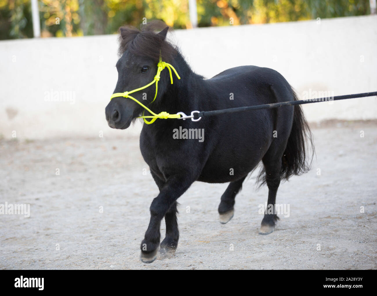 Ritratto di un cavallo in miniatura con capezza ethological Foto Stock