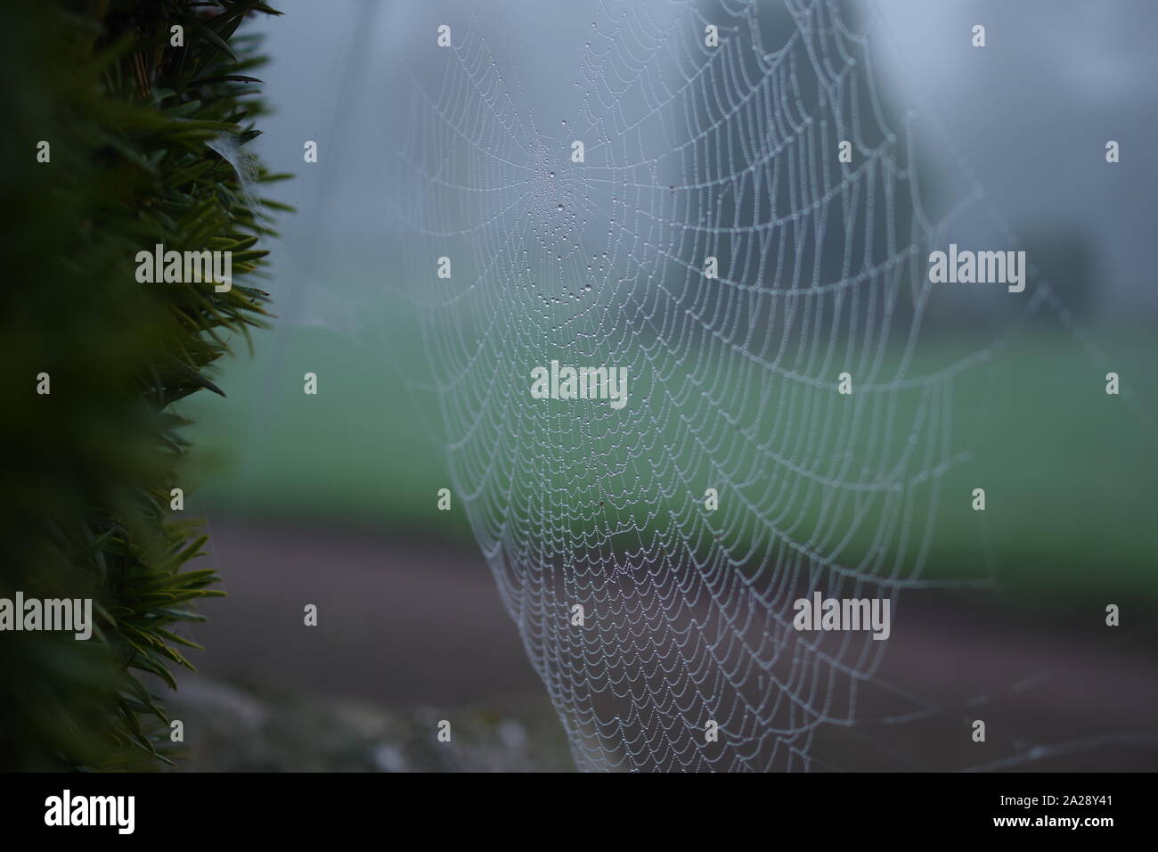 Gli inverni Bejewelling nebbia una spider Web. Exeter crematorio, Devon, Regno Unito. Foto Stock