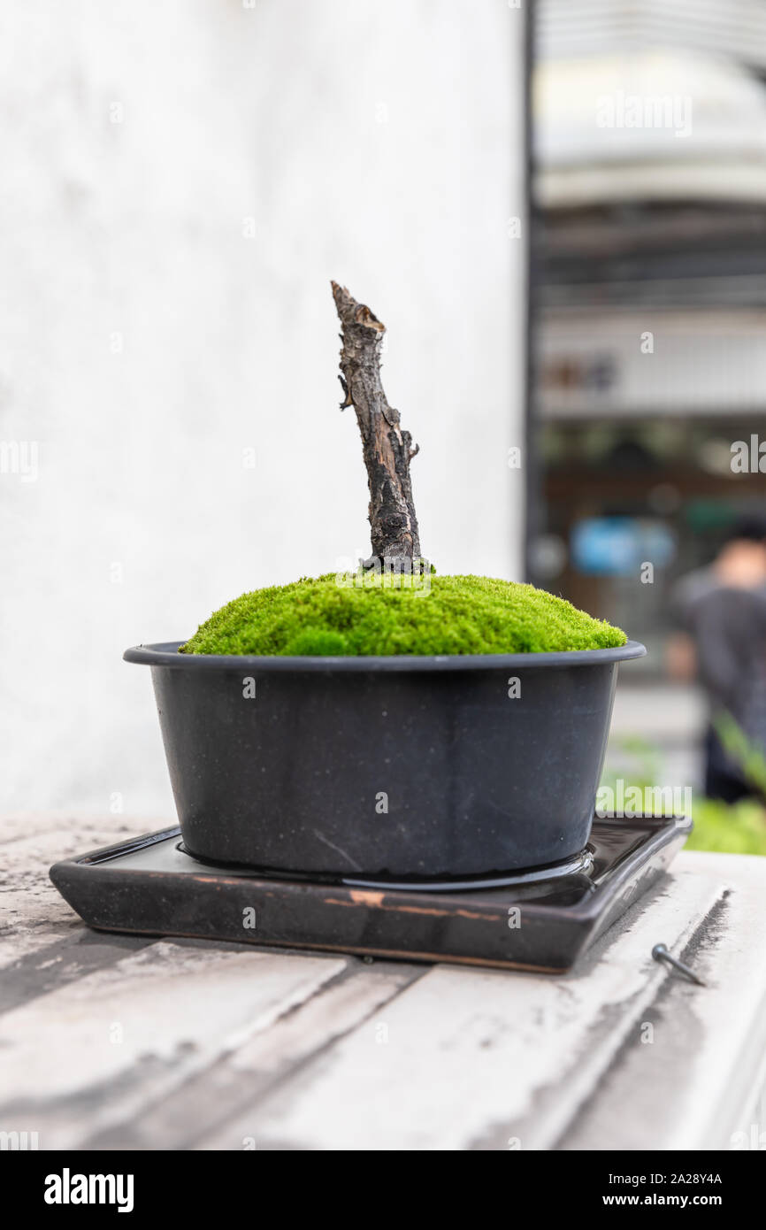 Morto con bonsai di foglie o rami Foto Stock