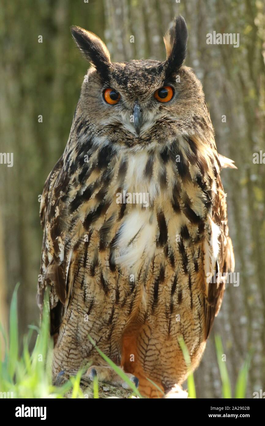 Gufo di Aquila Foto Stock