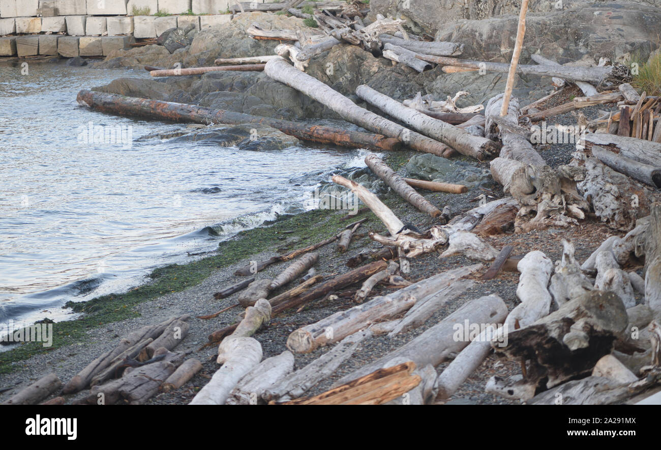 Gli alberi caduti si sono arenati sulla spiaggia di James Bay. Victoria, British Columbia, Canada. Foto Stock