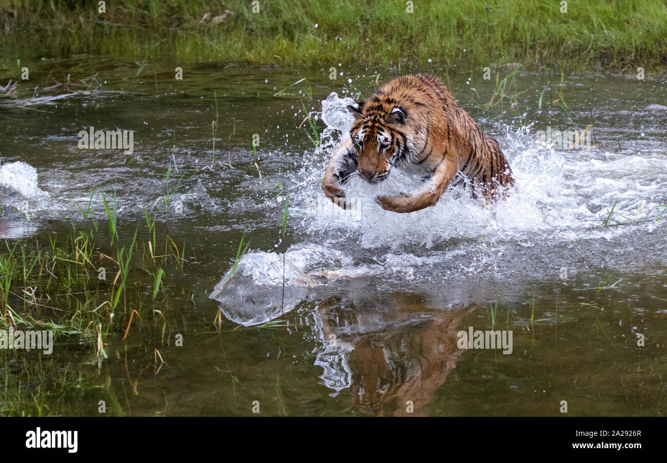 Un Captive capretti tigre siberiana Foto Stock