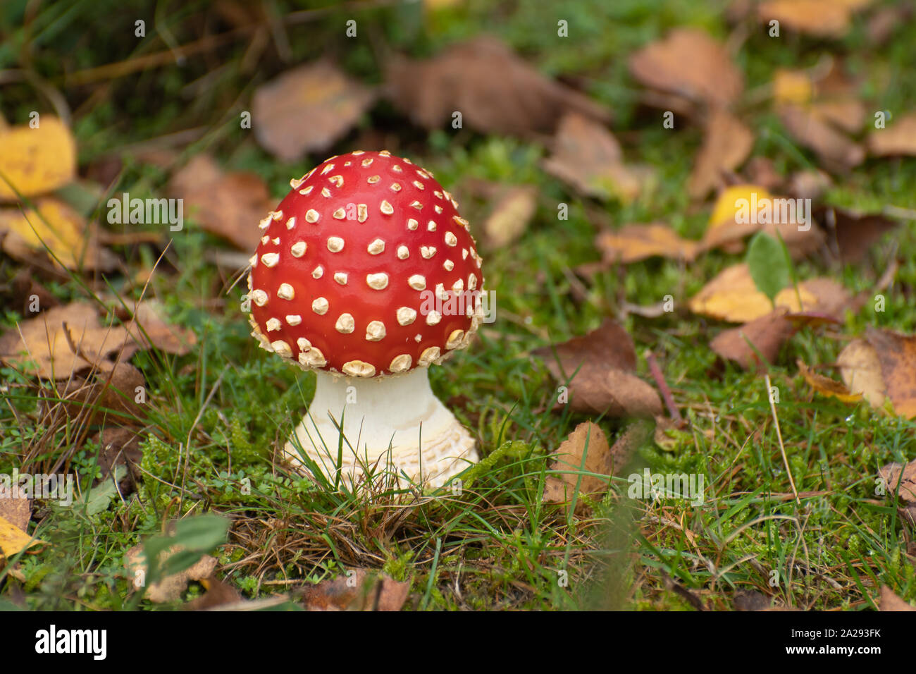 Fai volare lo sgabello agarico (Amanita muscaria) o fai volare amanita, un fungo rosso con macchie bianche, Inghilterra, Regno Unito Foto Stock