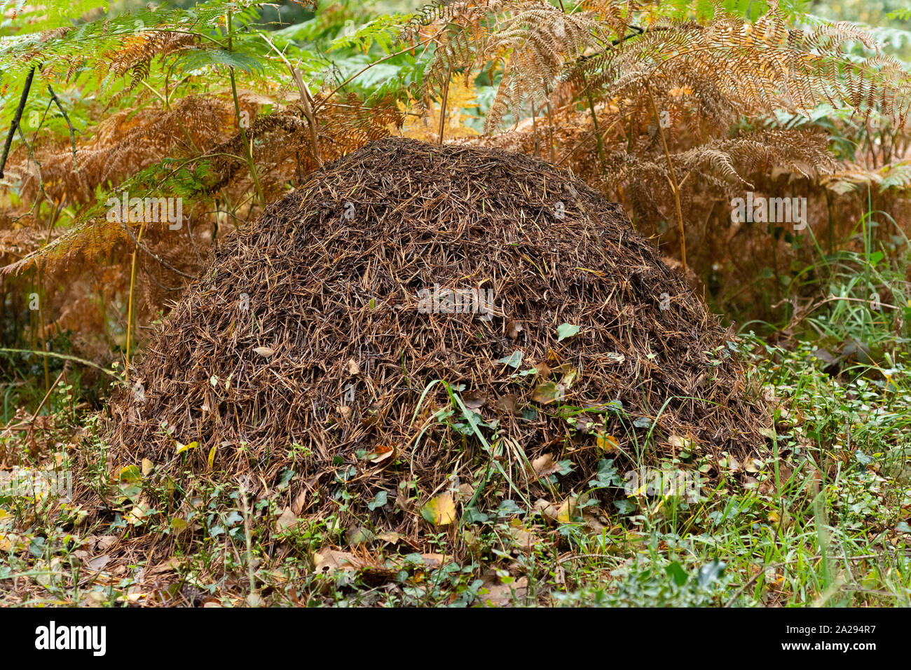 ANT Hill creata da formiche di legno nel bosco, Regno Unito Foto Stock