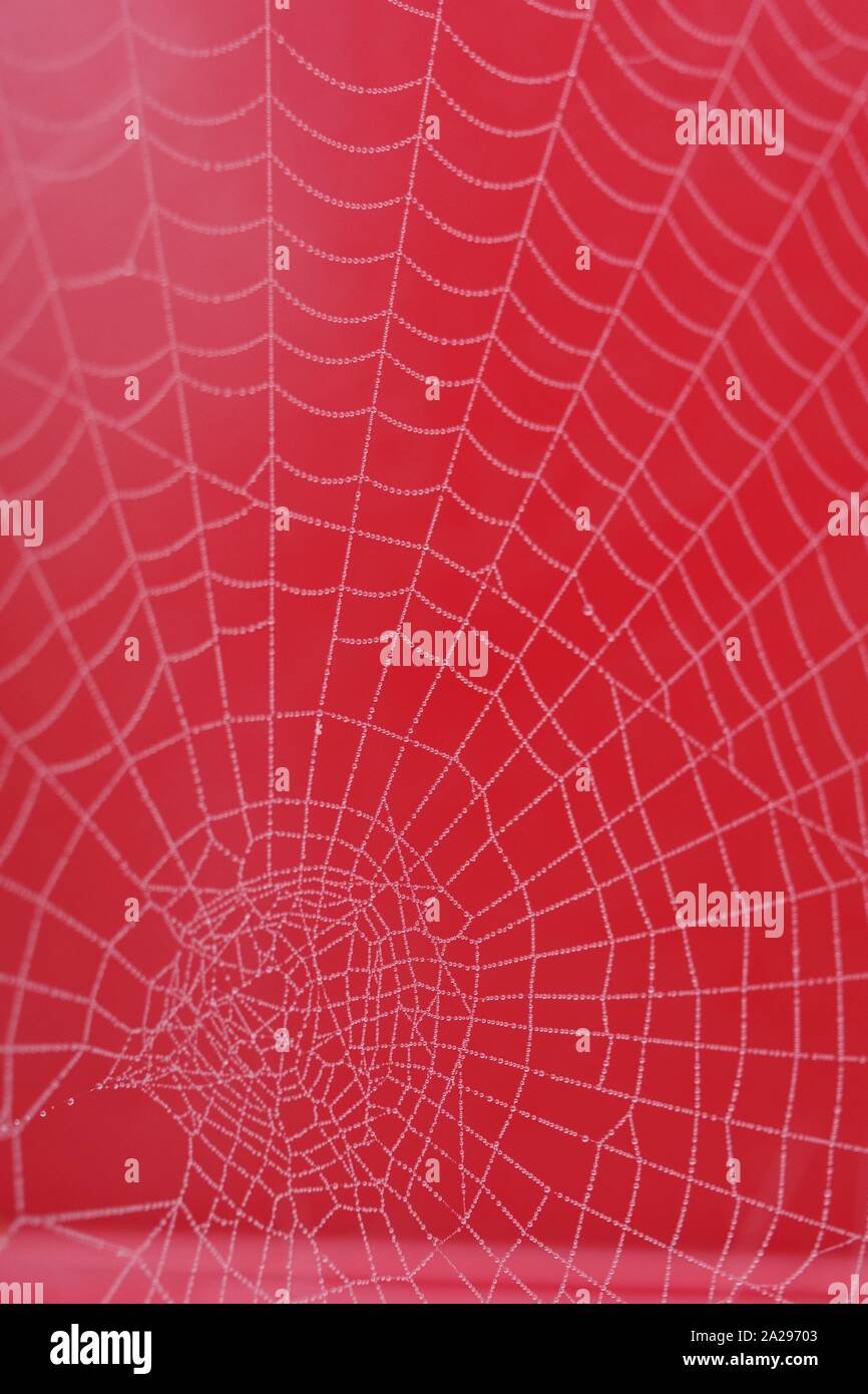 Gli inverni Bejewelling nebbia una spider Web contro uno sfondo di colore rosso. Exeter crematorio, Devon, Regno Unito. Foto Stock