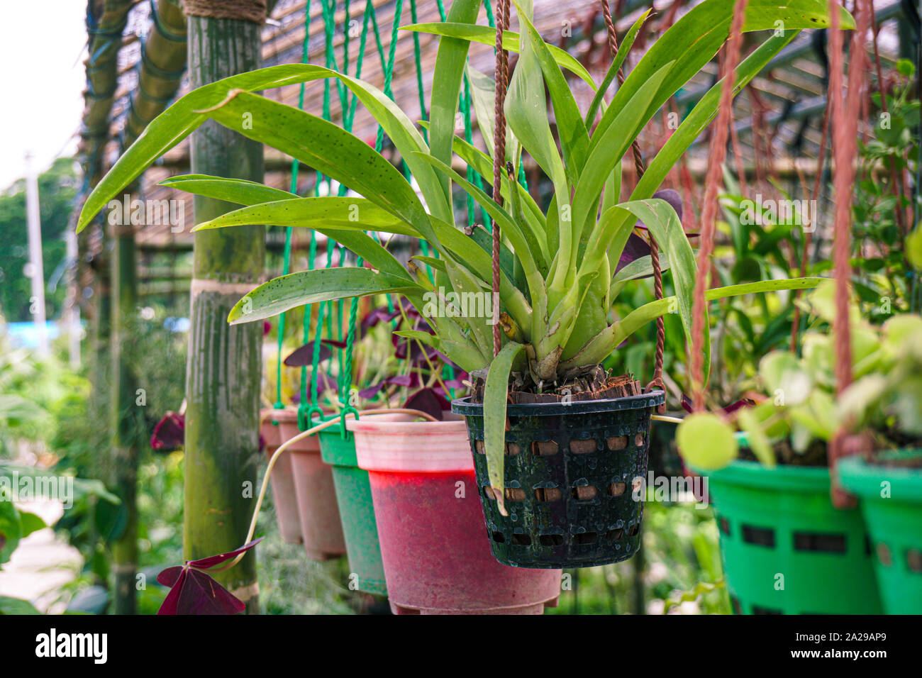 L'Orchid impianto è stato appeso in pentola, messa a fuoco selettiva e la sfocatura dello sfondo. Foto Stock