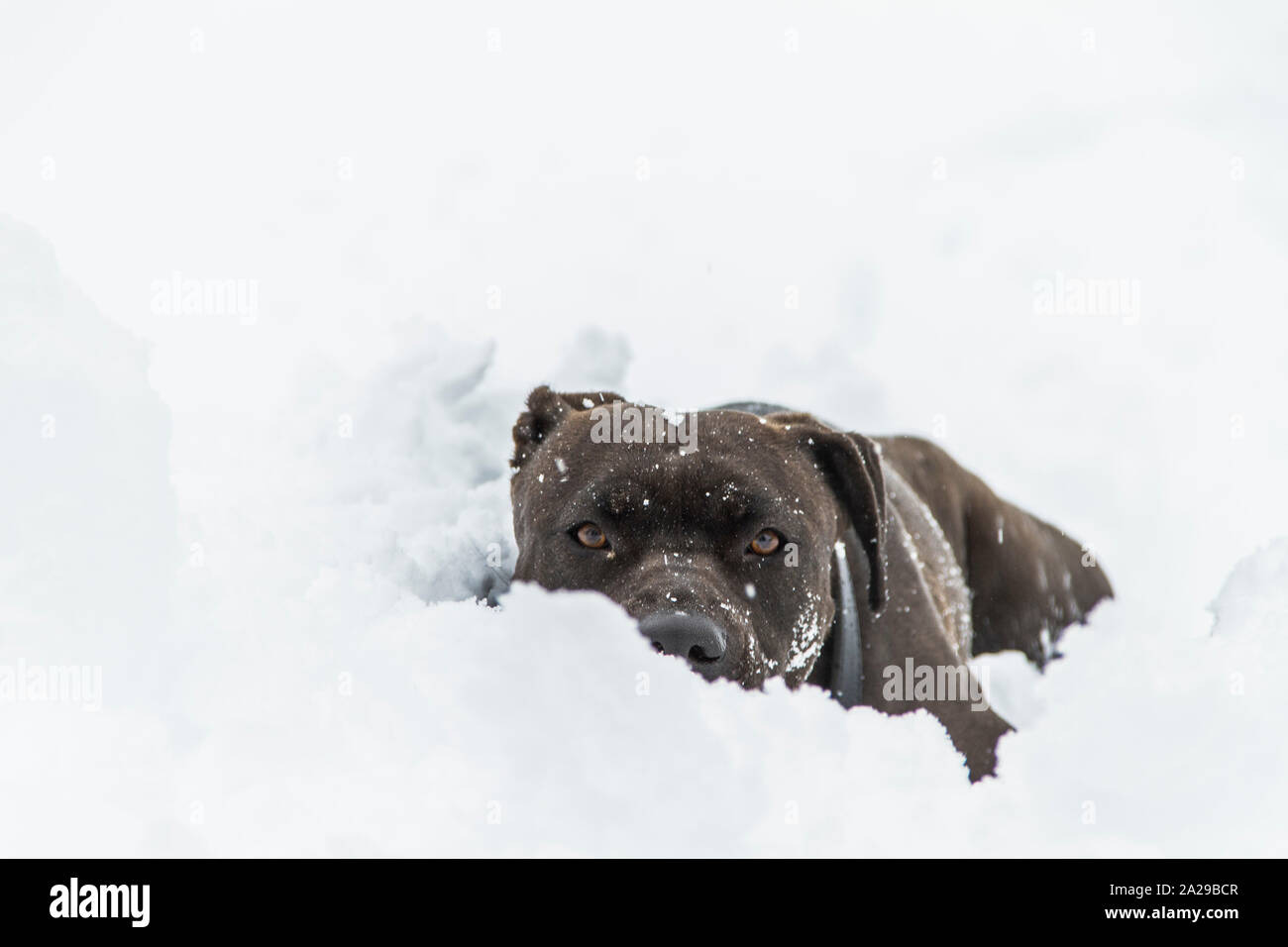 Ritratto di cani pitbull terrier Foto Stock