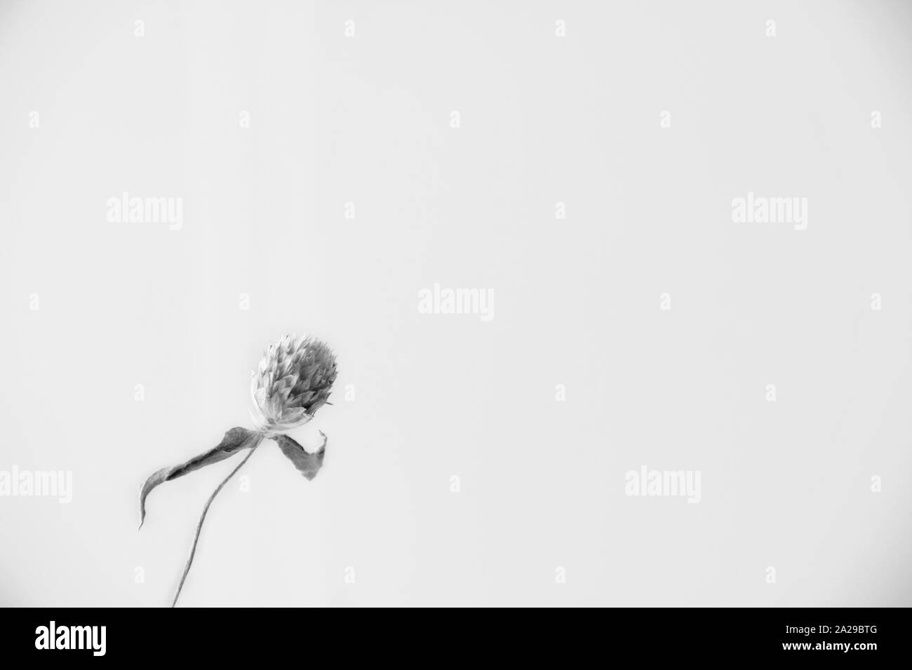 Un piccolo fiore essiccato contro uno sfondo bianco. Foto Stock