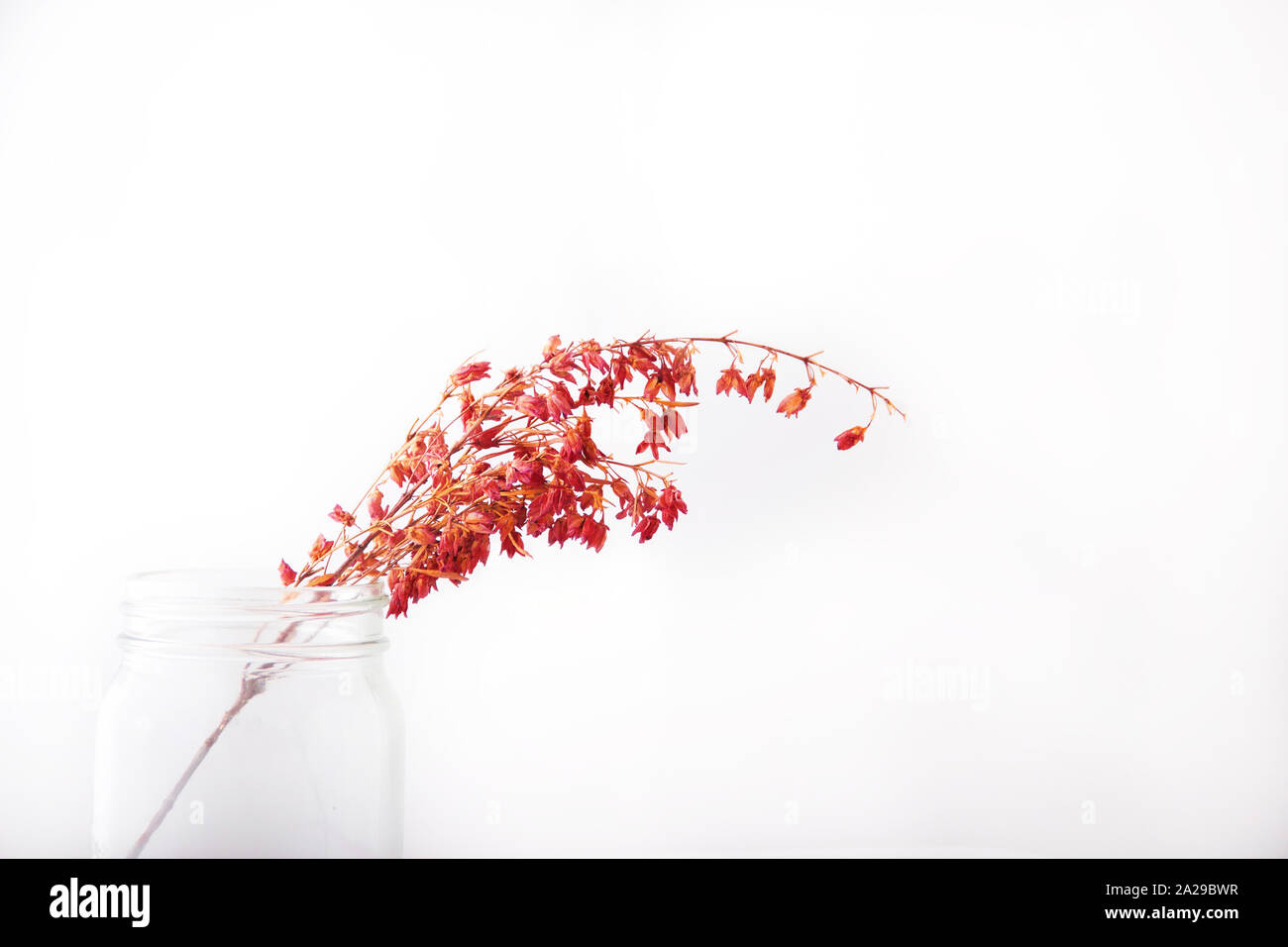 Magenta fiori in un vaso di Mason Foto Stock