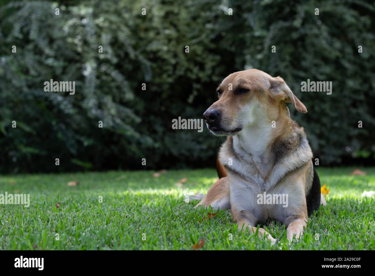 Posando il cane nell'erba verde Foto Stock